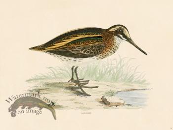 16 BGB Jack Snipe